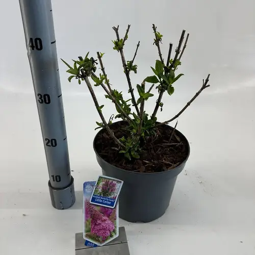 Buddleja fuchsia Butterfly Candy T23 H035