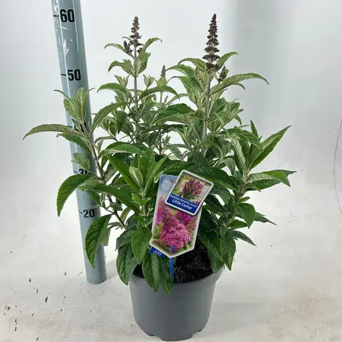 Buddleja Butterfly Candy fuchsia T23 H035