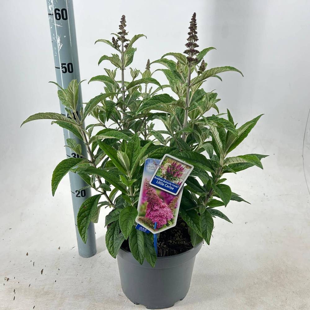 Buddleja fuchsia Butterfly Candy T23 H035