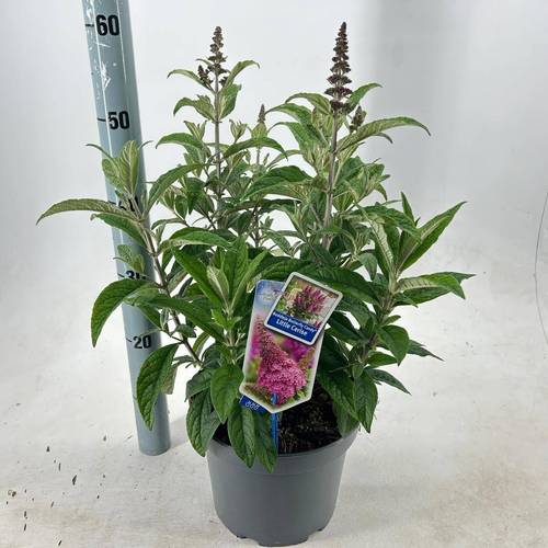 Buddleja fuchsia Butterfly Candy T23 H035