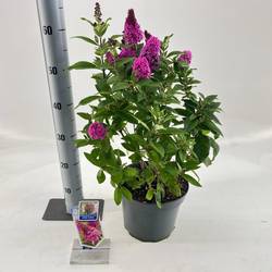 Buddleja fuchsia Butterfly Candy T23 H035