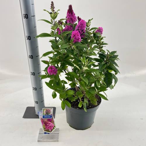 Buddleja fuchsia Butterfly Candy T23 H035