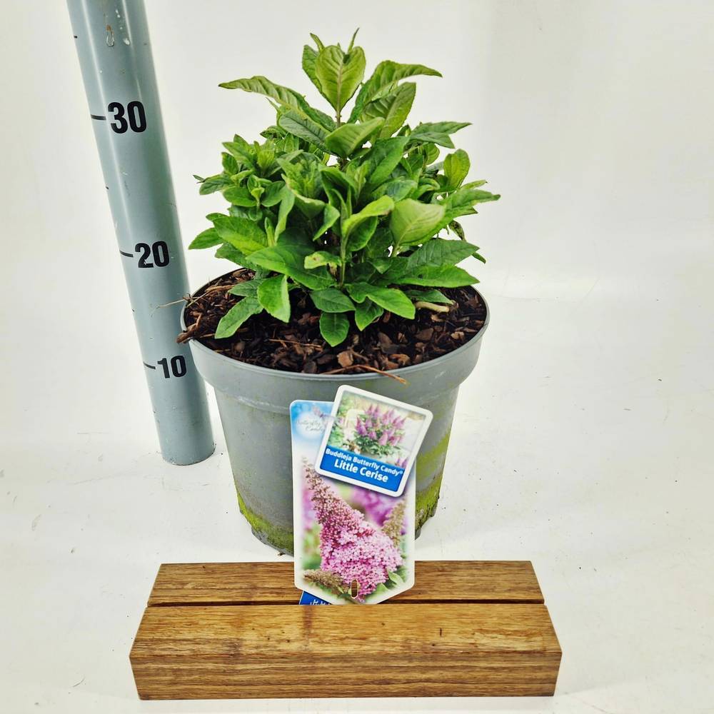 Buddleja fuchsia Butterfly Candy T23 H035
