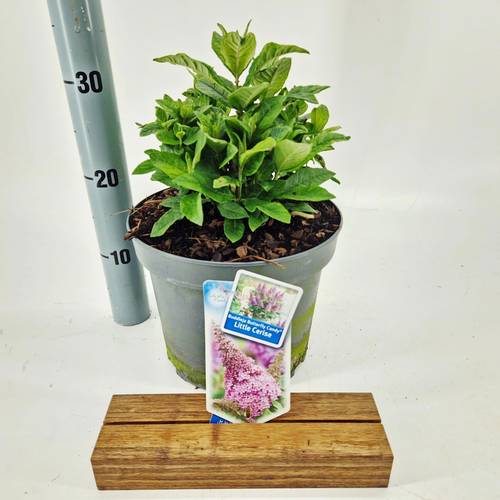 Buddleja fuchsia Butterfly Candy T23 H035