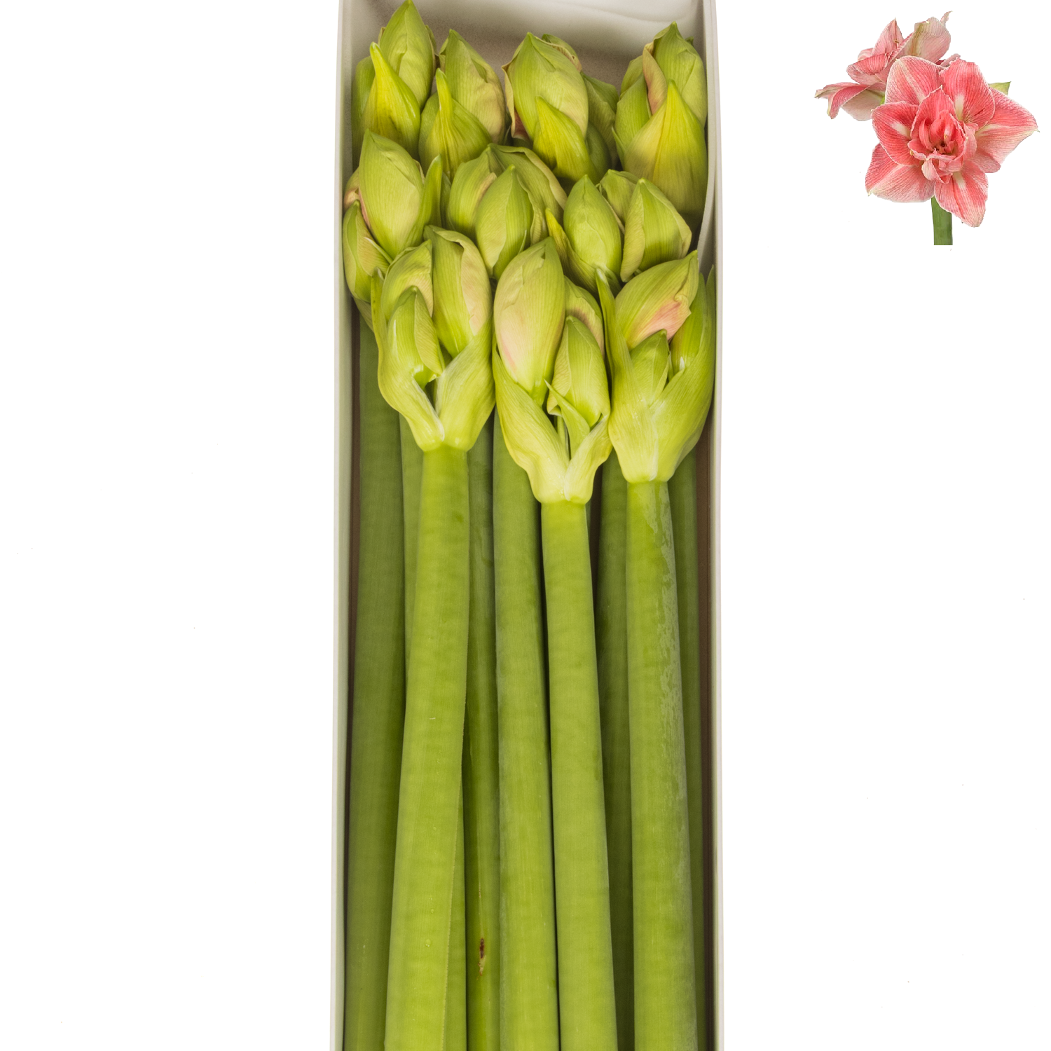 Amaryllis Krt.rosa Lovely Nymph x 10