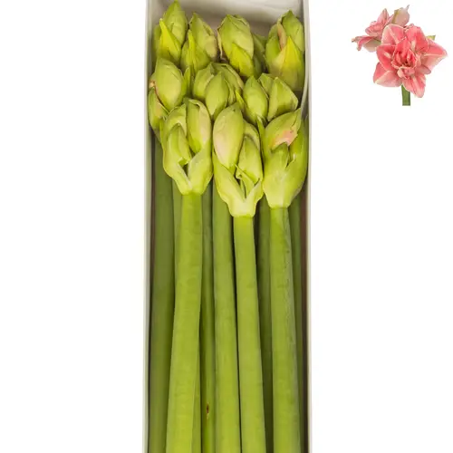 Amaryllis Krt.rosa Lovely Nymph x 10