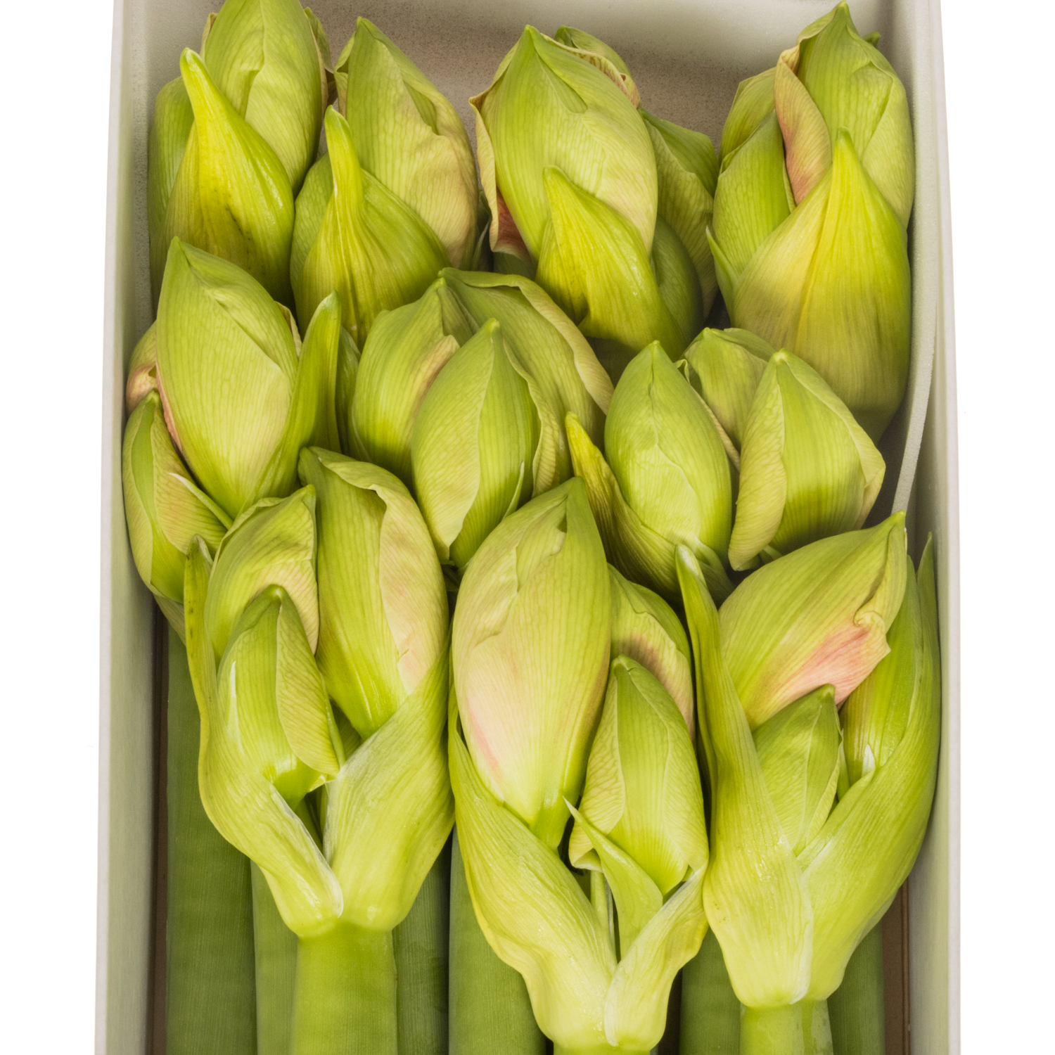 Amaryllis Krt.rosa Lovely Nymph x 10