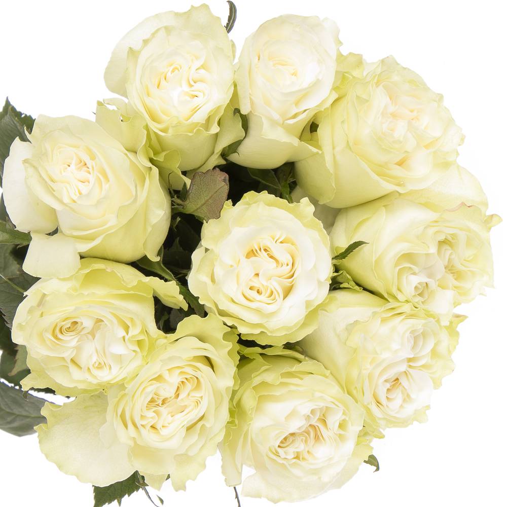 Rose weiss Moonstone (Ec) 50cm X10