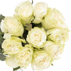 Rose weiss Moonstone (Ec) 50cm X10