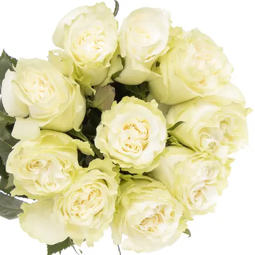 Rose weiss Moonstone (Ec) 50cm X10