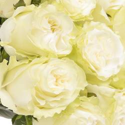 Rose weiss Moonstone (Ec) 50cm X10