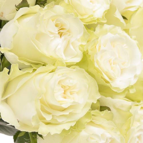 Rose weiss Moonstone (Ec) 50cm X10