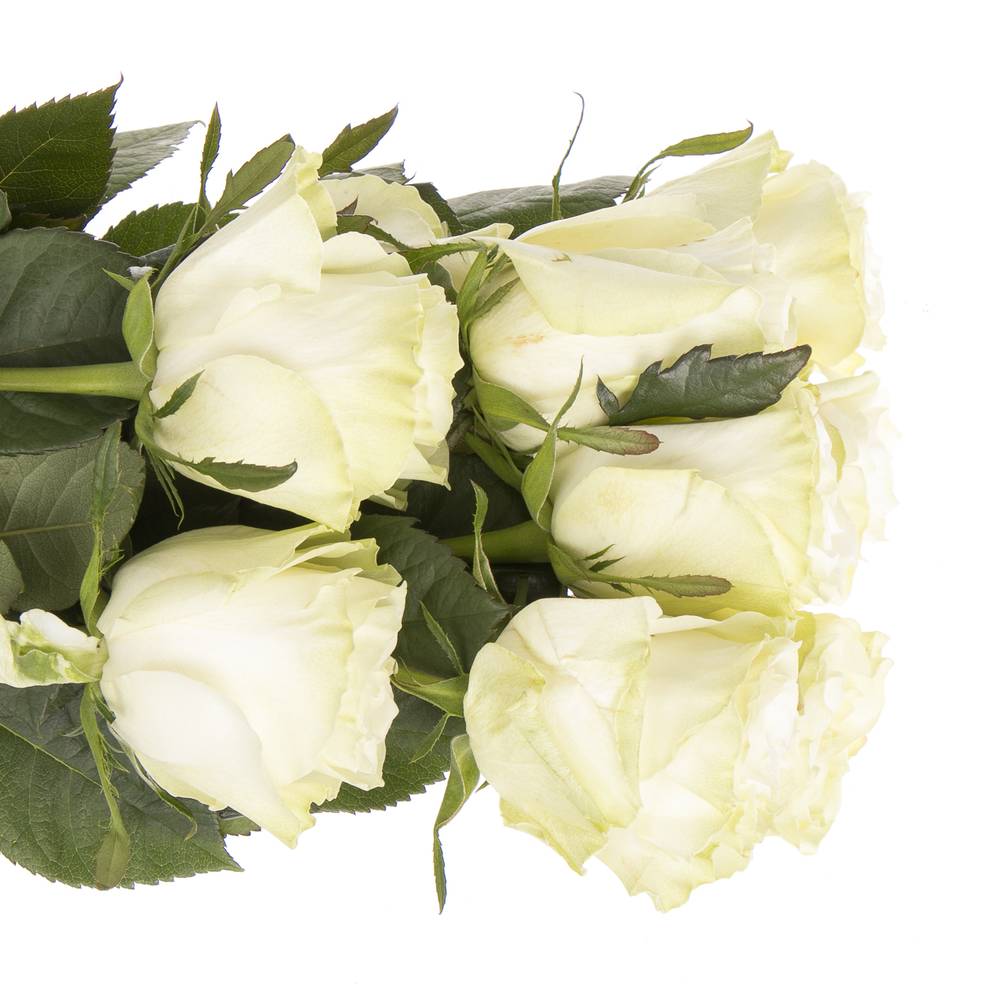 Rose weiss Moonstone (Ec) 50cm X10