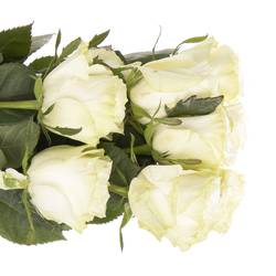 Rose weiss Moonstone (Ec) 50cm X10