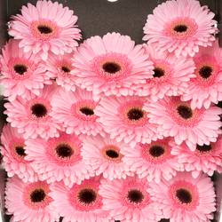 Germini rosa Petticoat