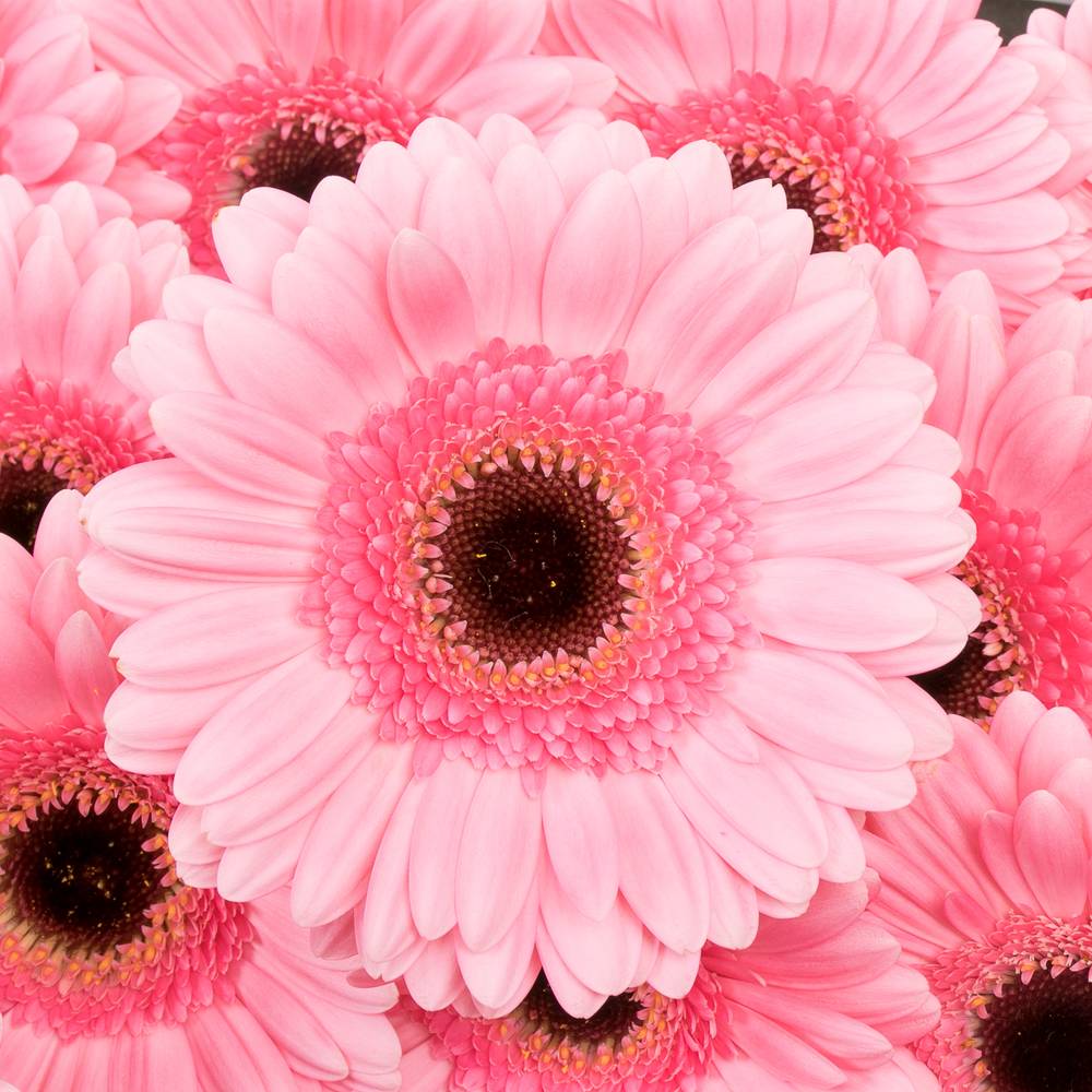 Germini rosa Petticoat