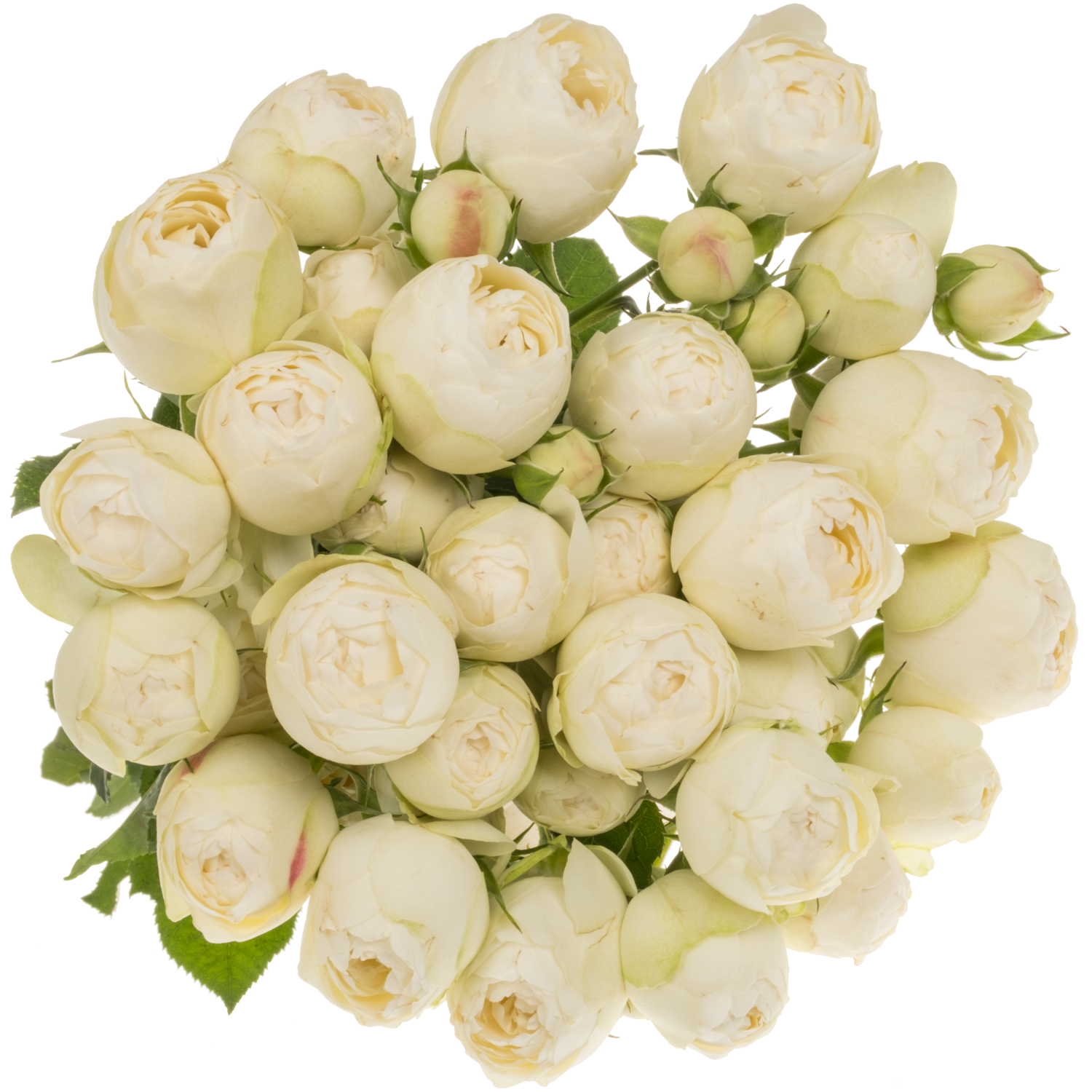 Rose verzweigt creme/weiss Mansfield White Park 60cm