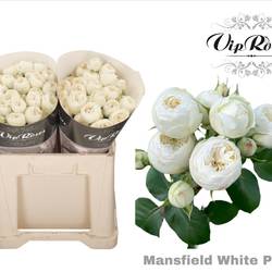 Rose verzweigt creme/weiss Mansfield White Park 60cm