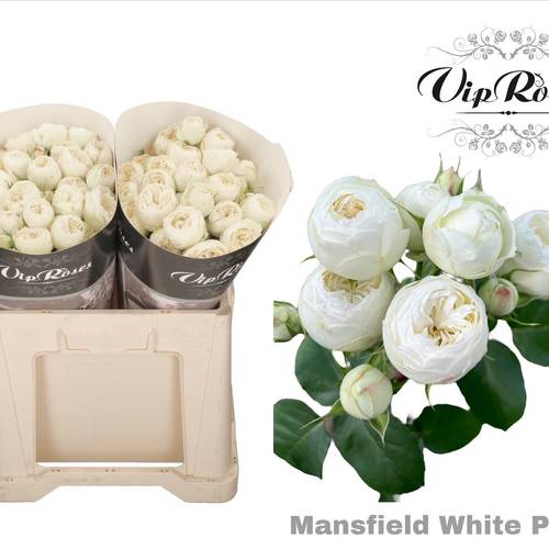 Rose verzweigt creme/weiss Mansfield White Park 60cm