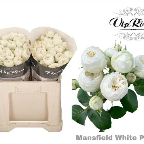 Rose verzweigt creme/weiss Mansfield White Park 60cm
