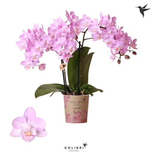Phal.2-R rosa Chili Kolibri T09 H40