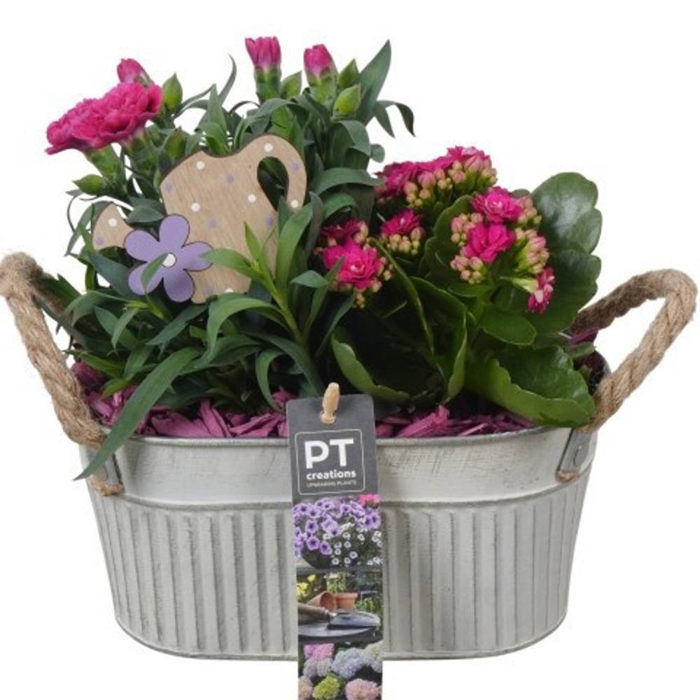 Garten.Arr PTPP6890 T20 H024