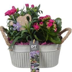 Garten.Arr PTPP6890 T20 H024