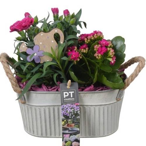 Garten.Arr PTPP6890 T20 H024