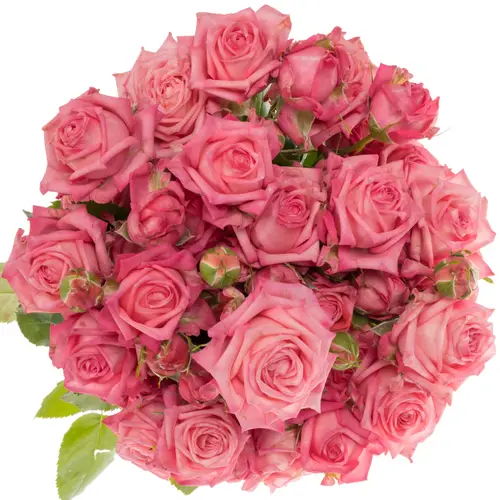 Rose verzweigt dunkel rosa Sweet Bubbles 2+Blüte 40cm