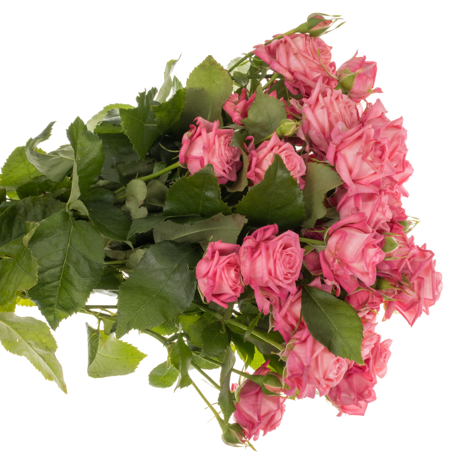 Rose verzweigt dunkel rosa Sweet Bubbles 2+Blüte 40cm
