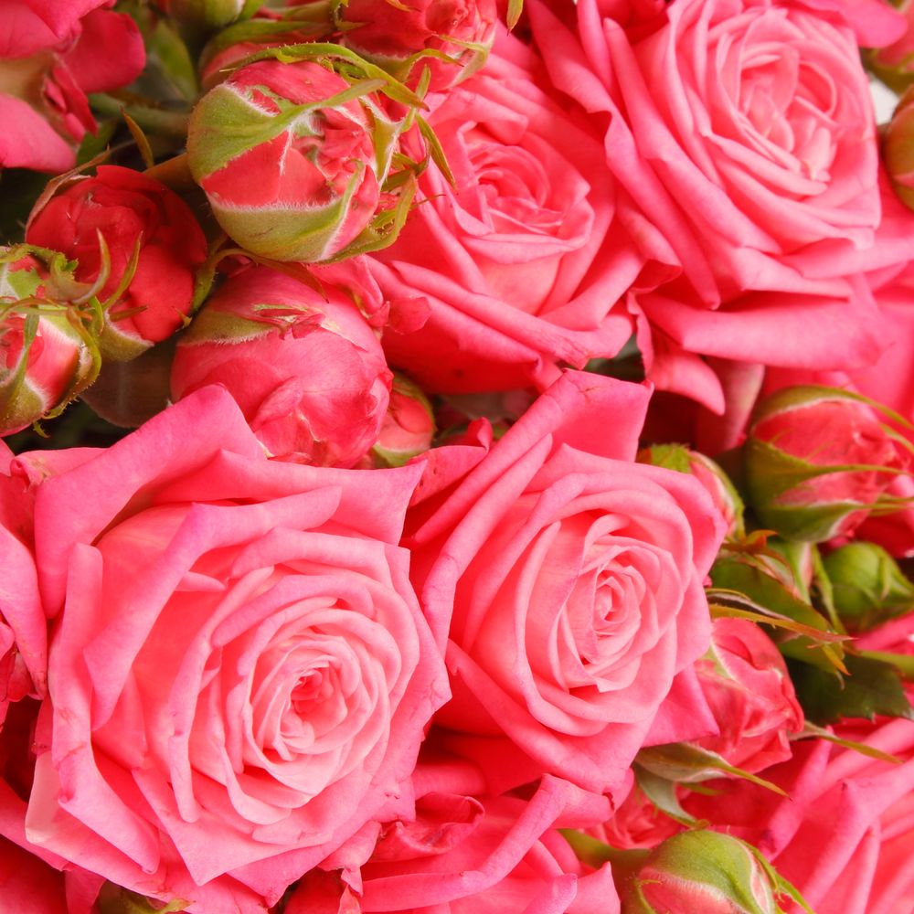 Rose verzweigt rosa Sweet Bubbles 4+Blüte 40cm