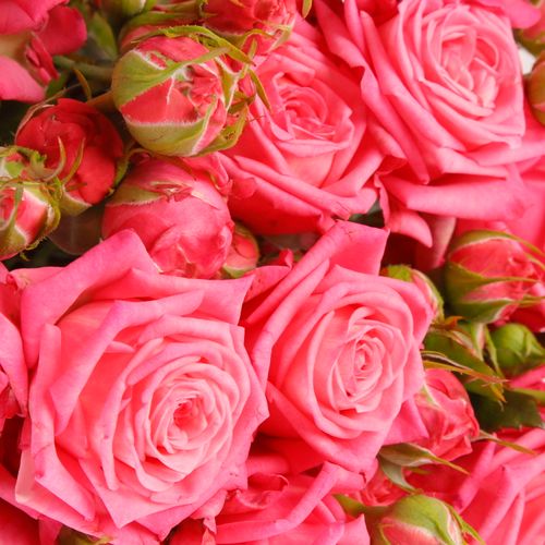 Rose verzweigt rosa Sweet Bubbles 4+Blüte 40cm