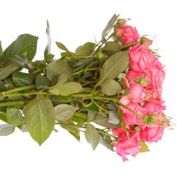 Rose verzweigt rosa Sweet Bubbles 4+Blüte 40cm