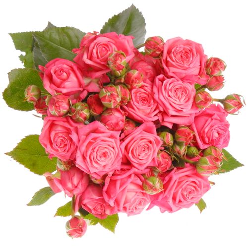 Rose verzweigt rosa Sweet Bubbles 4+Blüte 40cm