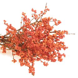 Ilex orange     70cm