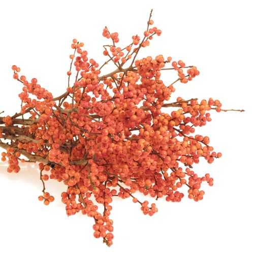 Ilex orange     70cm