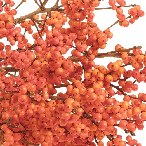 Ilex orange     70cm