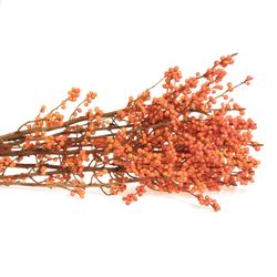 Ilex orange     70cm