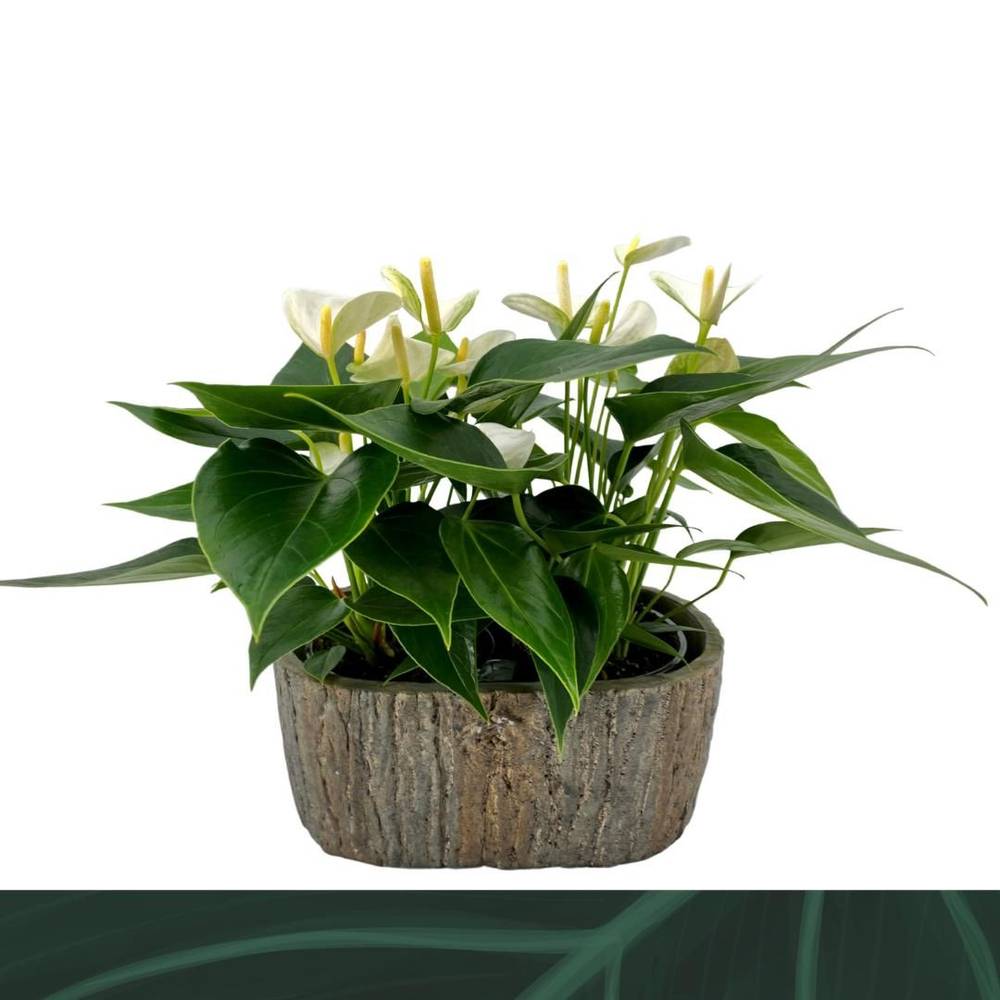 Anthurium weiss Elido im Übertopf T09 H030