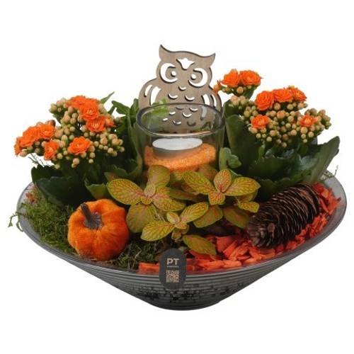 Kal.Arr PTHG8265 Herbst T26 H019