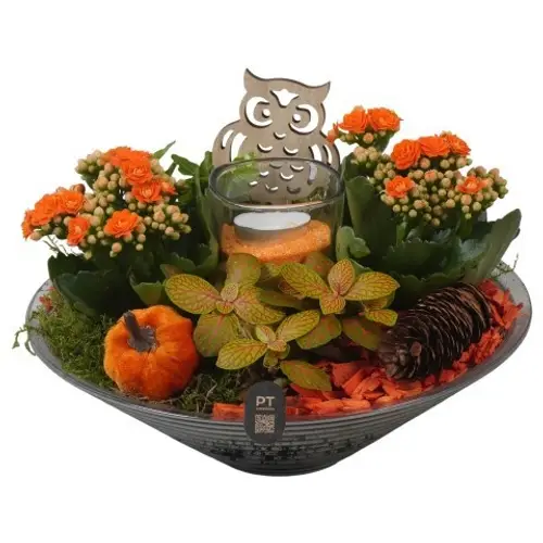 Kal.Arr PTHG8265 Herbst T26 H019