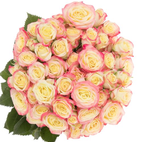 Rose verzweigt creme Delicious 5+Blüte 50cm