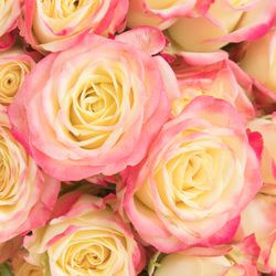 Rose verzweigt creme Delicious 5+Blüte 50cm