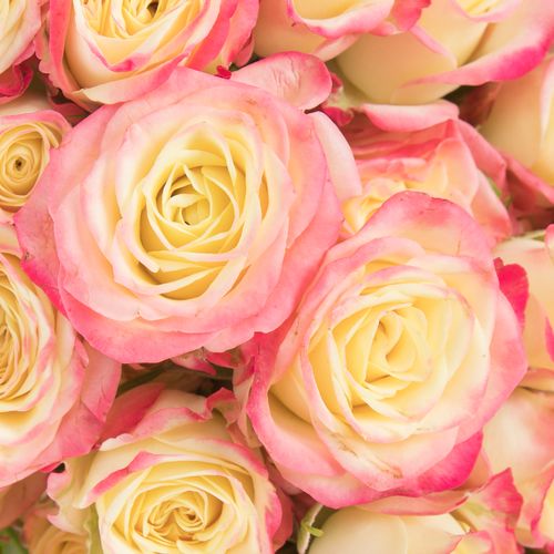 Rose verzweigt creme Delicious 5+Blüte 50cm