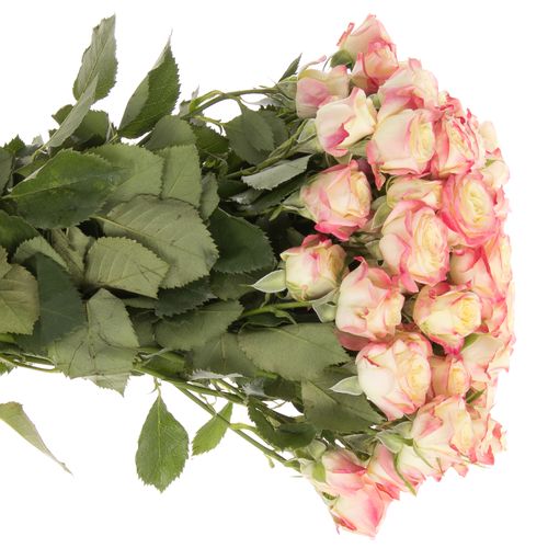 Rose verzweigt creme Delicious 5+Blüte 50cm