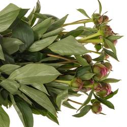 Pfingstrose pink gefüllt Fleming 55cm