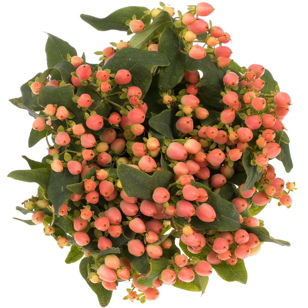 Hypericum orange/lachs 70cm
