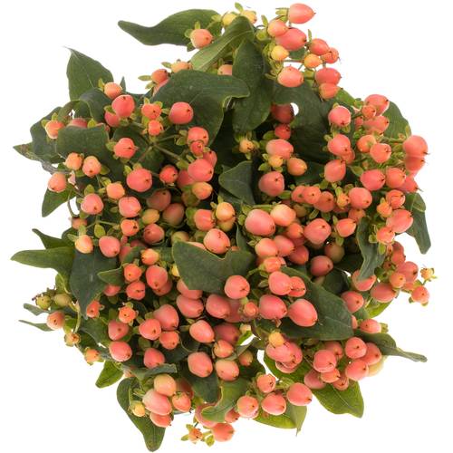Hypericum orange/lachs 70cm