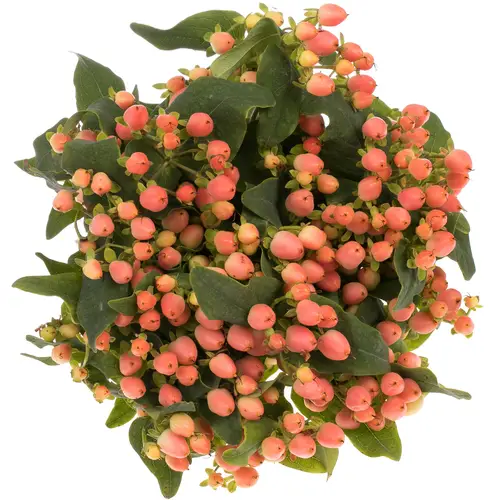 Hypericum orange/lachs 70cm