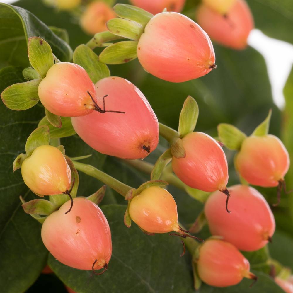 Hypericum orange/lachs 70cm